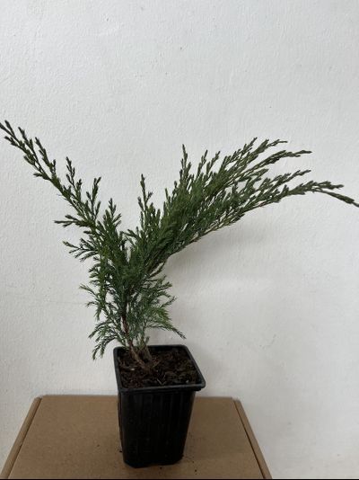 Можжевельник  горизонтальный Андорра Компакт