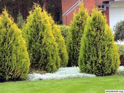 Туя Голд Брабант - Gold Brabant