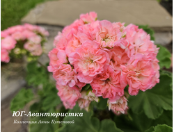 Пеларгония Авантюристка