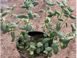 Мята Длиннолистная