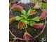 Dionaea muscipula Trichterfalle (Funnel trap)