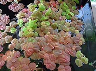 Филлантус плавающий (phyllanthus fluitans)