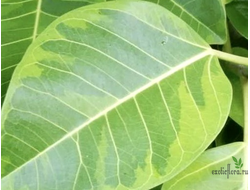 Ficus Altissima "Bengal Tiger" / фикус бенгальский тигр вариегатный
