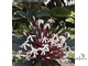 CLERODENDRON QADRILOCULARE YELLOW SPLAH VARIEGATED / КЛЕРОДЕНДРУМ ФЕЙЕРВЕРК ЖЕЛТАЯ ВАРИЕГАТНОСТЬ