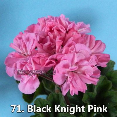 Пеларгония Black Knight Red