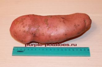 Картофель Сарпо Мира Sarpo Mira Potatoes