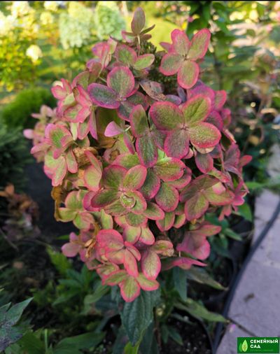 Гортензия метельчатая "Metalica" (Металика)