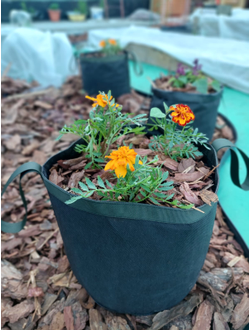 Кашпо 21 литра. Умный тканевый горшок Гроубэг