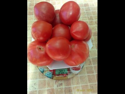 Томат Роза Техаса