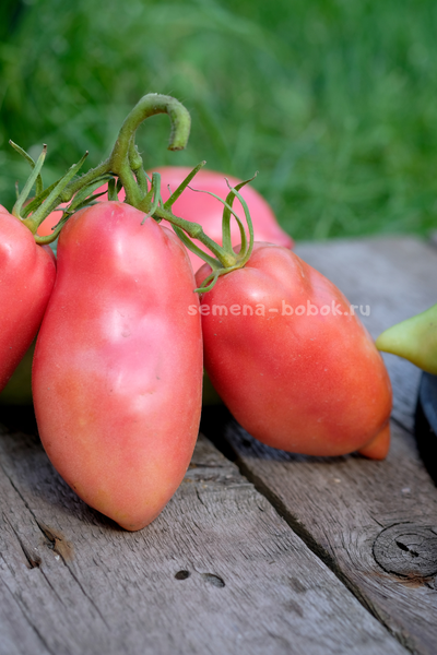 Томат Брикодейки Минусинские, 10 шт