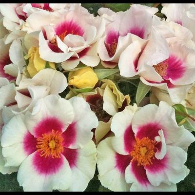 Си Ю ин Пёрпл (See You in Purple)