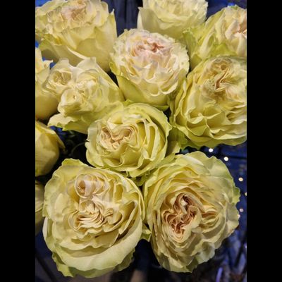 Роза Эквадор 90 см 15 шт