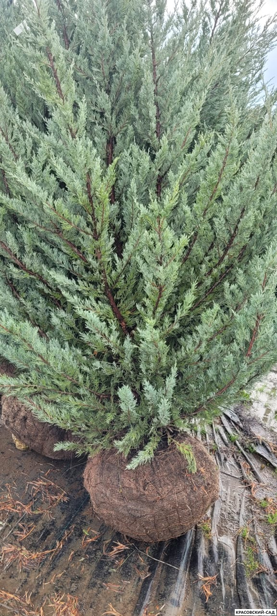 Можжевельник Мунглоу - Moonglow