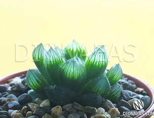Haworthia cooperi var. pilifera, Хавортия Купера Пилифера, хавортия ...