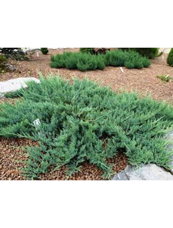 Можжевельник казацкий Глаука