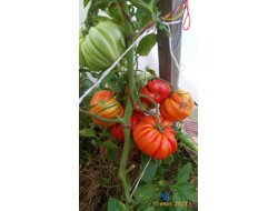 Томат Гигант Фарина (Gigante Farina, Италия)