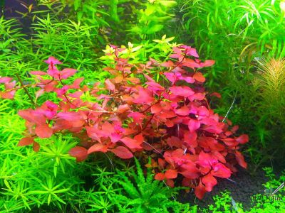 Людвигия натанс Super red (пучок)