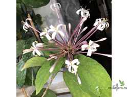 Clerodendrum Quadriloculare (Yellow Variegated) / Клеродендрум фейерверк сплеш