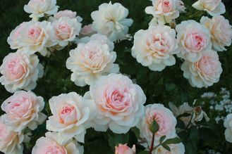 Чандос бьюти (Chandos Beauty),  Ч\Г, Harkness