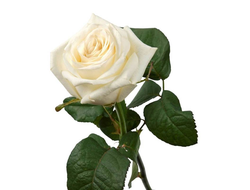 Розы Аваланж Белые (до 60 см) Россия