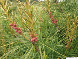 Сосна кедровая корейская - Pinus Koraiensis