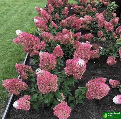 Гортензия метельчатая "Strawberry blossom" (Строберри Блоссом)