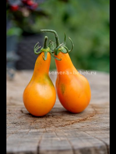 Томат Мила, 10 шт.