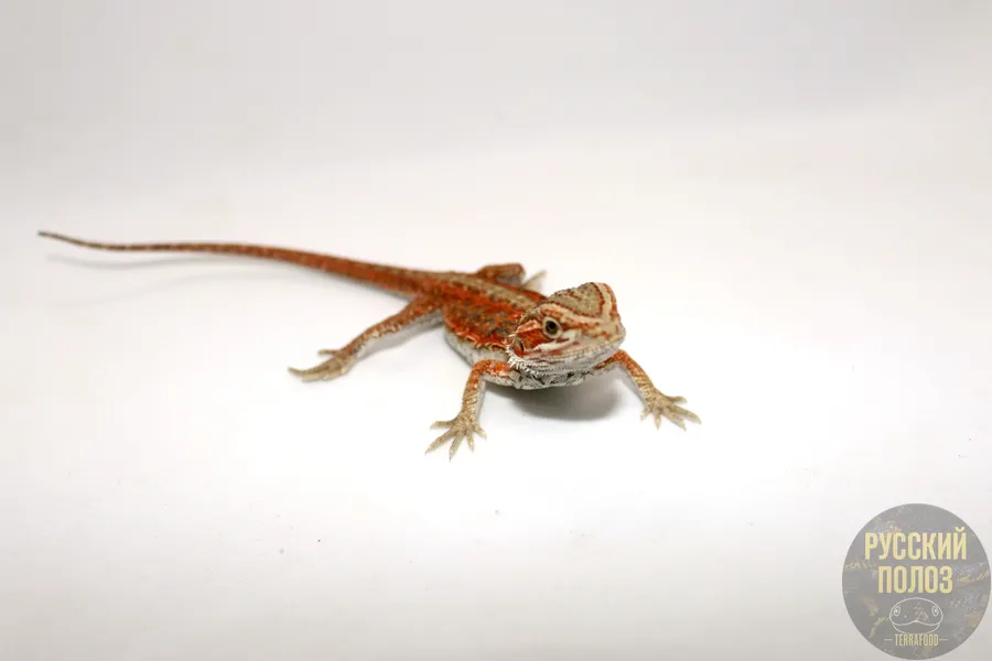 Бородатая агама, Pogona vitticeps