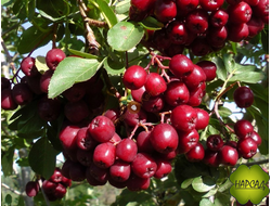 РЯБИНА "ГРАНАТНАЯ" (КРАСИВАЯ И ВКУСНАЯ, БЕЗ ГОРЕЧИ!)