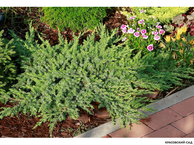 Можжевельник Шлягер - Schlager