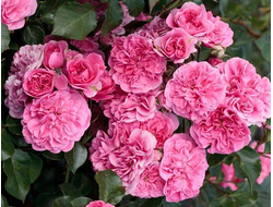 4 сезона  (Les Quatre Saisons), шраб. ( почвопокровная).