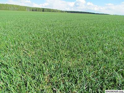 Рулонный газон Эталон