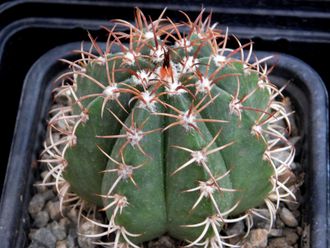 Melocactus matanzanus (D=50mm)