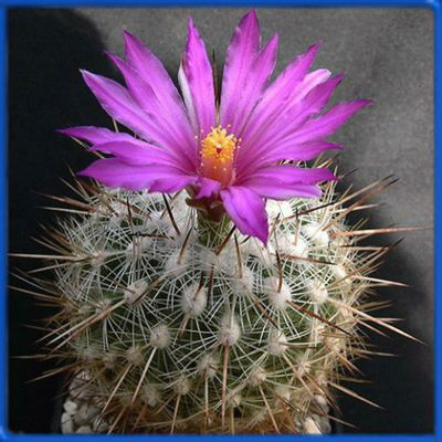 Thelocactus conothelos v. argenteus SS 221f