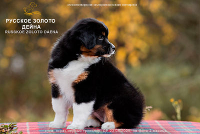 щенок mas - девочка с ЖЕЛТЫМ ошейничком Д-2025, окрас черный триколор, на фото возраст 2 мес