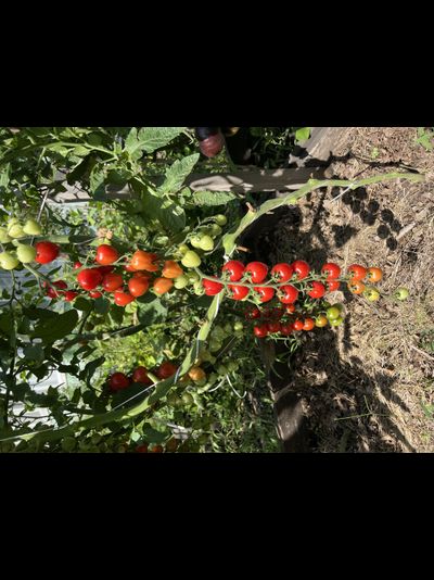 Томат Gardener's Sweetheart (Возлюбленная Садовода), 10 шт.