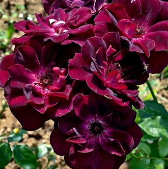 Бургунди Айс ( Burgundy Ice ) роза