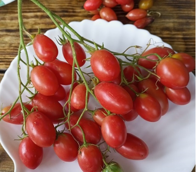 Томат Чио-чио-сан