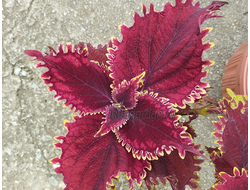 Колеус King Crab