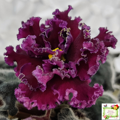 ПТ-Мерло Люкс (Т. Пугачева)