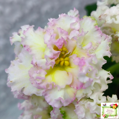 ЛЕ-Злато Скифов (Е. Лебецкая) 2015 г. (лист укоренённый)