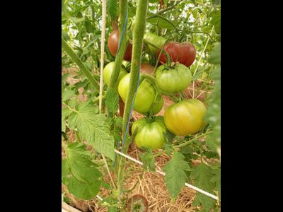 Томат Париж (Paris)