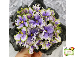 Leo-Древній Львів (Иваницкий)