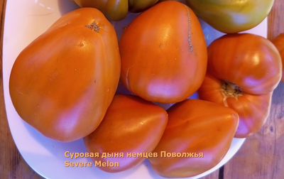 Томат Суровая Дыня немцев Поволжья (Severe Melon)