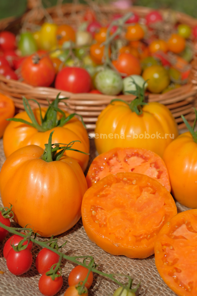 Томат Regalo Dall Italian (Подарок из Италии), 10 шт