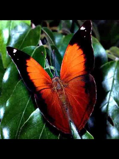 Салют "ЖЕЛАНИЕ" из 100  бабочек разных