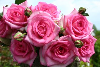 Беверли (Beverly ), Ч/Г, Kordes