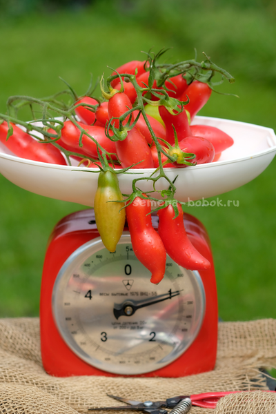 Томат Butalina di Castellamonte  (Бутылочный из Кастелламонте), 10 шт