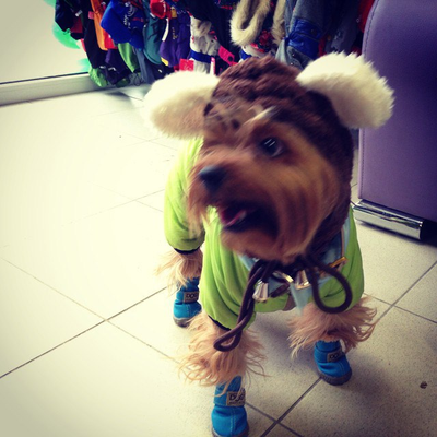 Ботинки для собаки DOG голубые