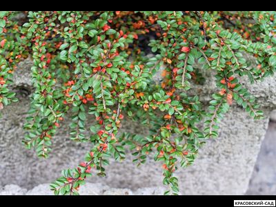 Кизильник горизонтальный - Horizontalis